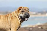 SHAR-PEI 775